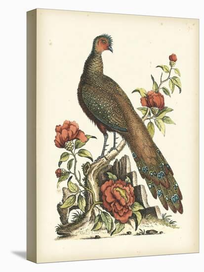 Regal Pheasants III-George Edwards-Stretched Canvas