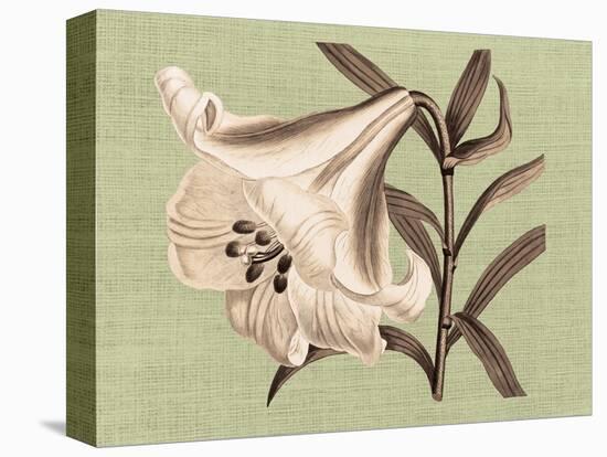 Regencé Lily III-Sarah Chilton-Stretched Canvas