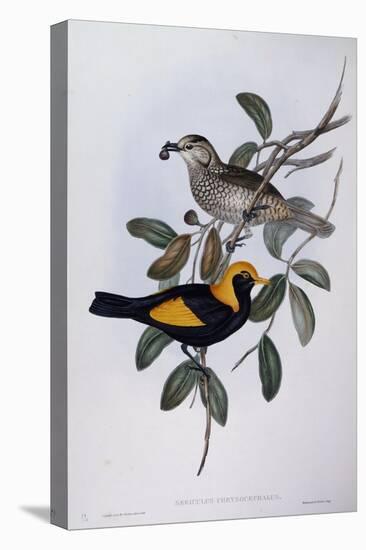 Regent Bowerbird (Sericulus Chrysocephalus)-John Gould-Premier Image Canvas