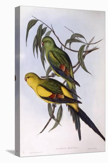 Regent Parrot (Polytelis Anthopeplus)-John Gould-Premier Image Canvas