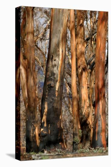 Regrow on Gum Trees after Bush Fire-null-Premier Image Canvas