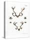 Reindeer Antlers-null-Premier Image Canvas