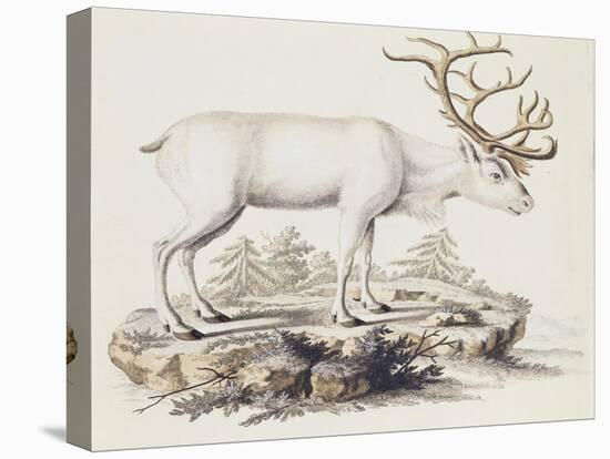 Reindeer (Cervus Tarandus)-null-Premier Image Canvas