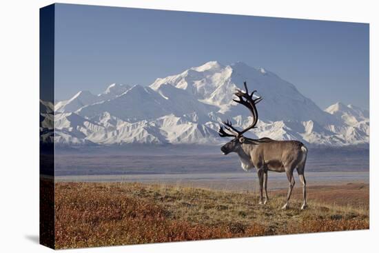 Reindeer, Enali National Park-Steven Kazlowski-Premier Image Canvas