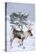 Reindeer female from reintroduced herd, Cairngorm National Park, Scotland-Laurie Campbell-Premier Image Canvas