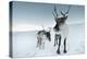 Reindeer Female-Ann & Steve Toon-Premier Image Canvas