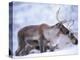 Reindeer from Domesticated Herd, Scotland, UK-Niall Benvie-Premier Image Canvas