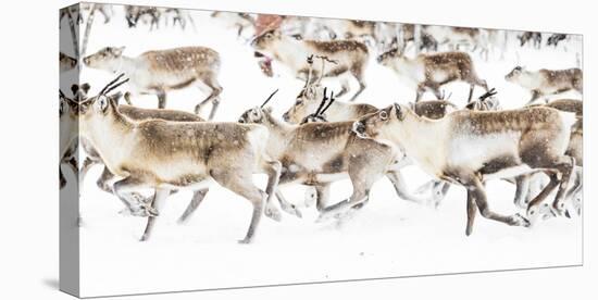 Reindeer herded by Sami people running fast in the white landscape during a snowfall, Lapland-Roberto Moiola-Premier Image Canvas