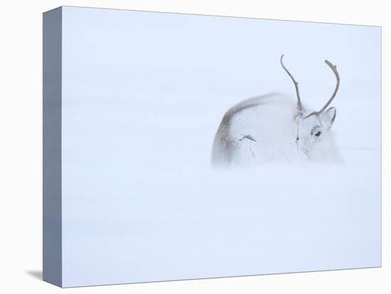 Reindeer hunkering down in snow during blizzard, Norway-Danny Green-Premier Image Canvas