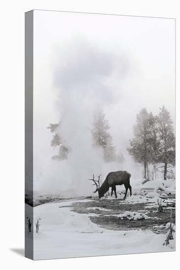 Reindeer Looking for Grass under the Snow-null-Premier Image Canvas