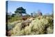 Reindeer moss lichen growing on heathland, Dorset, UK-Nick Upton-Premier Image Canvas