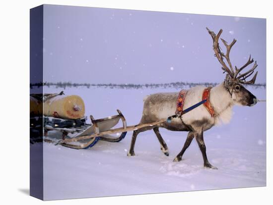 Reindeer, Pulling Sledge, Saami Easter, Norway-Staffan Widstrand-Premier Image Canvas