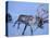 Reindeer Pulling Sledge, Stora Sjofallet National Park, Lapland, Sweden-Staffan Widstrand-Premier Image Canvas