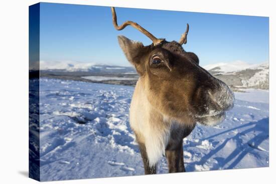 Reindeer (Rangifer Tarandus) Female, Cairngorms National Park, Scotland, United Kingdom, Europe-Ann & Steve Toon-Premier Image Canvas