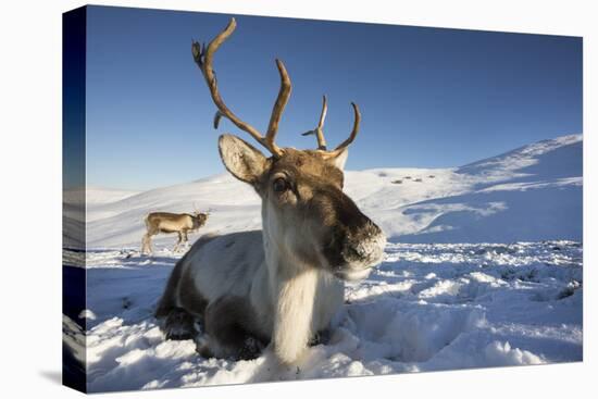 Reindeer (Rangifer Tarandus) Female, Cairngorms National Park, Scotland, United Kingdom, Europe-Ann & Steve Toon-Premier Image Canvas