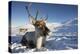 Reindeer (Rangifer Tarandus) Female, Cairngorms National Park, Scotland, United Kingdom, Europe-Ann & Steve Toon-Premier Image Canvas