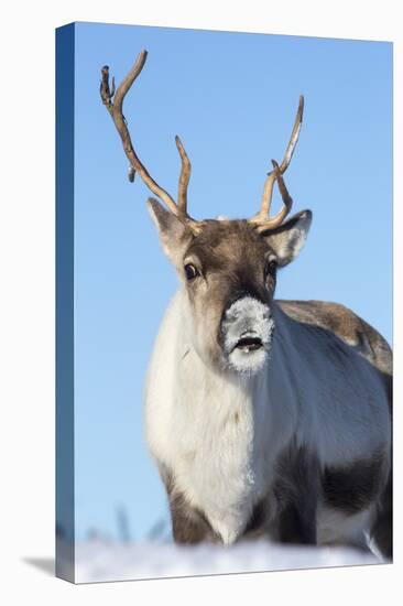 Reindeer (Rangifer Tarandus) Female, Cairngorms National Park, Scotland, United Kingdom, Europe-Ann & Steve Toon-Premier Image Canvas