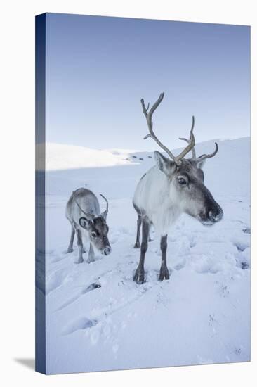 Reindeer (Rangifer Tarandus) Female with Young, Cairngorms National Park, Scotland, United Kingdom-Ann & Steve Toon-Premier Image Canvas