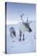 Reindeer (Rangifer Tarandus) Female with Young, Cairngorms National Park, Scotland, United Kingdom-Ann & Steve Toon-Premier Image Canvas