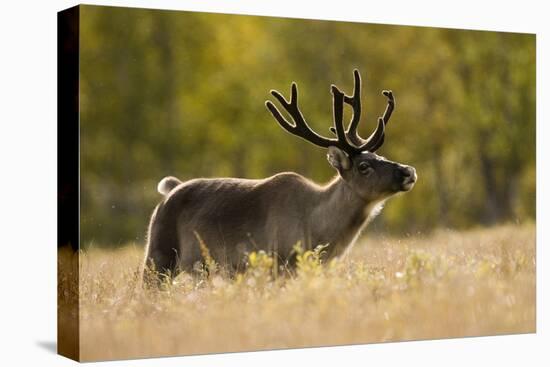 Reindeer (Rangifer Tarandus) Semi-Domesticated, Small Scale Herding by Local Sami, Sarek Np, Sweden-Cairns-Premier Image Canvas