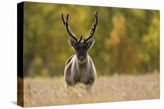 Reindeer (Rangifer Tarandus) Semi-Domesticated, Small Scale Herding by Local Sami, Sarek Np, Sweden-Cairns-Premier Image Canvas