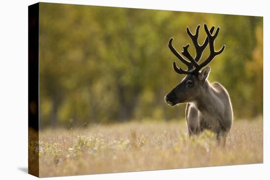 Reindeer (Rangifer Tarandus) Semi-Domesticated, Small Scale Herding by Local Sami, Sarek Np, Sweden-Cairns-Premier Image Canvas