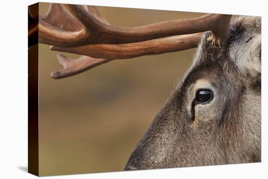 Reindeer reindeer with bare antlers in rutting season, Cairngorm National Park, Speyside, Scotland-Laurie Campbell-Premier Image Canvas