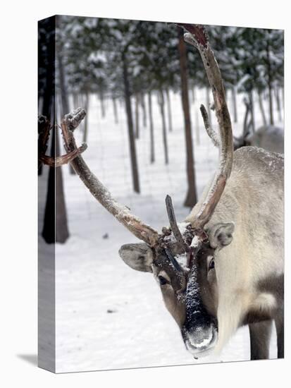 Reindeer Safari, Jukkasjarvi, Sweden, Scandinavia, Europe-null-Premier Image Canvas