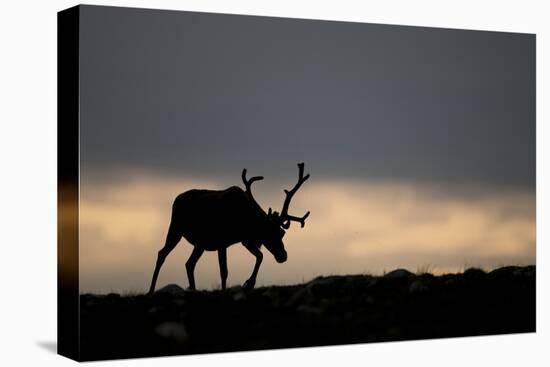 Reindeer Silhouetted Against Sky-Mark Hamblin-Premier Image Canvas