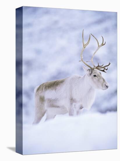 Reindeer Stag in Winter Snow (Rangifer Tarandus) from Domesticated Herd, Scotland, UK-Niall Benvie-Premier Image Canvas