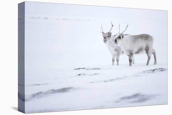 Reindeer standing on ridge in snow, Svalbard, Norway-Danny Green-Premier Image Canvas