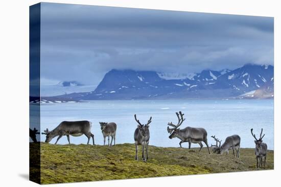 Reindeer, Svalbard, Norway-Paul Souders-Premier Image Canvas