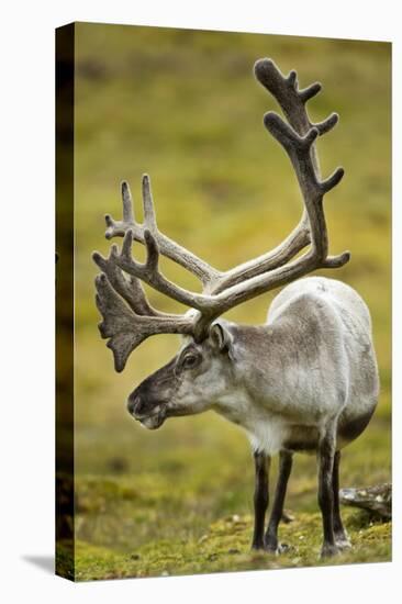 Reindeer, Svalbard, Norway-Paul Souders-Premier Image Canvas