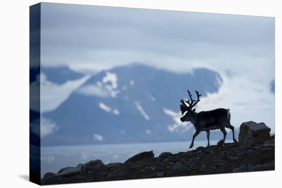 Reindeer, Svalbard, Norway-Paul Souders-Premier Image Canvas