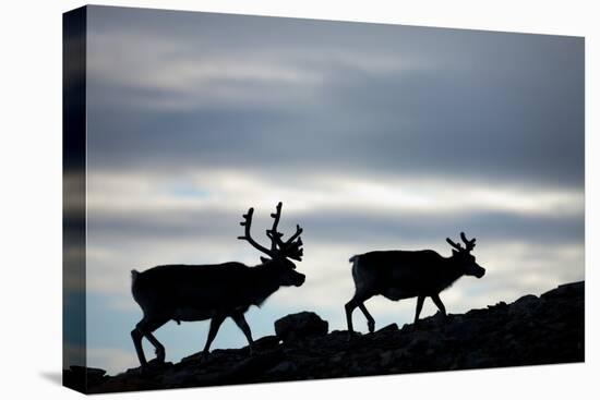 Reindeer, Svalbard, Norway-Paul Souders-Premier Image Canvas