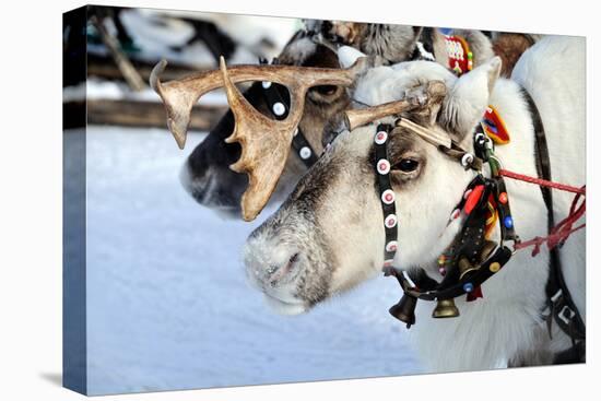 Reindeer-3355m-Premier Image Canvas