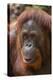 Reintroduced Female Orangutan (Pongo Pygmaeus), Indonesia-Michael Nolan-Premier Image Canvas