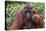 Reintroduced Flanged Male Orangutan (Pongo Pygmaeus), Indonesia-Michael Nolan-Premier Image Canvas