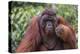 Reintroduced Flanged Male Orangutan (Pongo Pygmaeus), Indonesia-Michael Nolan-Premier Image Canvas