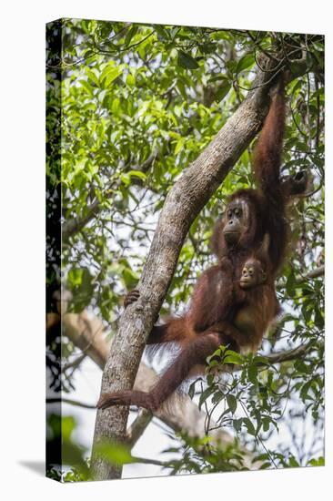 Reintroduced Mother and Infant Orangutan in Tree in Tanjung Puting National Park, Indonesia-Michael Nolan-Premier Image Canvas