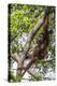 Reintroduced Mother and Infant Orangutan in Tree in Tanjung Puting National Park, Indonesia-Michael Nolan-Premier Image Canvas