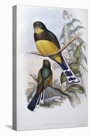 Reinwardt's Trogon-John Gould-Premier Image Canvas