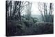 Remains of a defensive wall and a bunker on a mountain in a wood in winter in Alsace-Axel Killian-Stretched Canvas