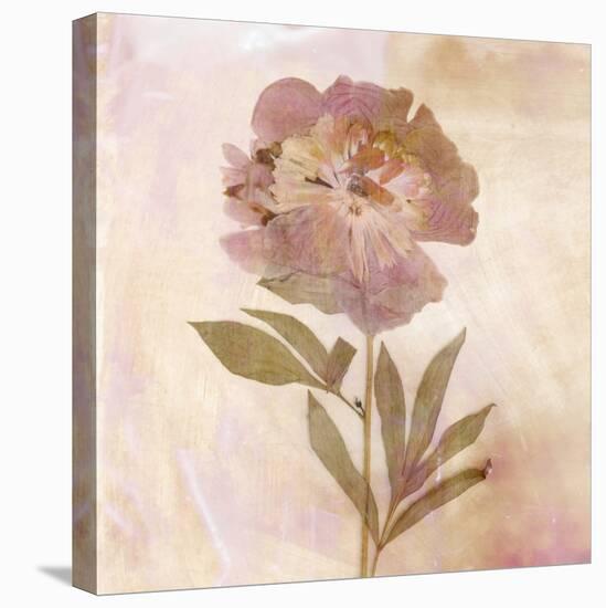 Remembered Flowers II-Judy Stalus-Premier Image Canvas