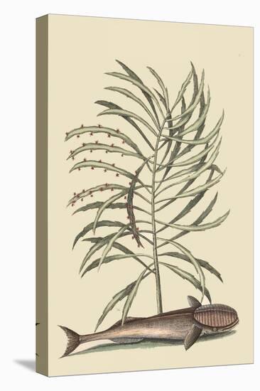 Remora-Mark Catesby-Stretched Canvas