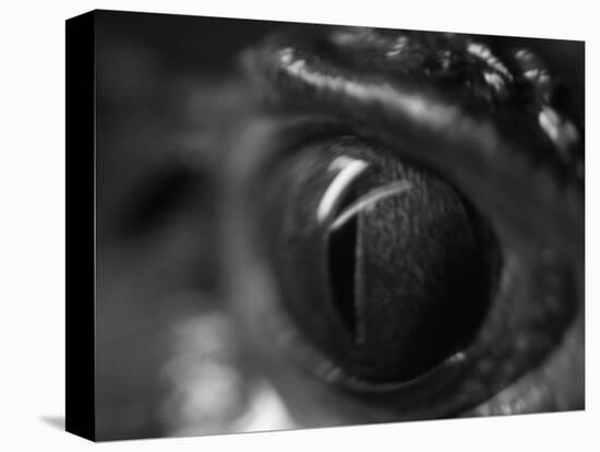 Reptile Eye-Henry Horenstein-Premier Image Canvas