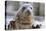 Rescued Grey Seal Pup (Halichoerus Grypus)-Nick Upton-Premier Image Canvas