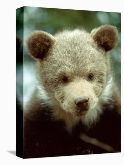 Rescued Grizzly Bear Cub, Montana, USA-Jim Zuckerman-Premier Image Canvas