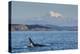 Resident Killer Whale Bull-Michael Nolan-Premier Image Canvas