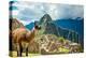 Resident Llama, Machu Picchu Ruins, UNESCO World Heritage Site, Peru, South America-Laura Grier-Premier Image Canvas